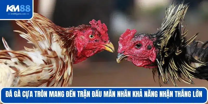 Đá gà cựa tròn mang đến trận đấu mãn nhãn khả năng nhận thắng lớn 